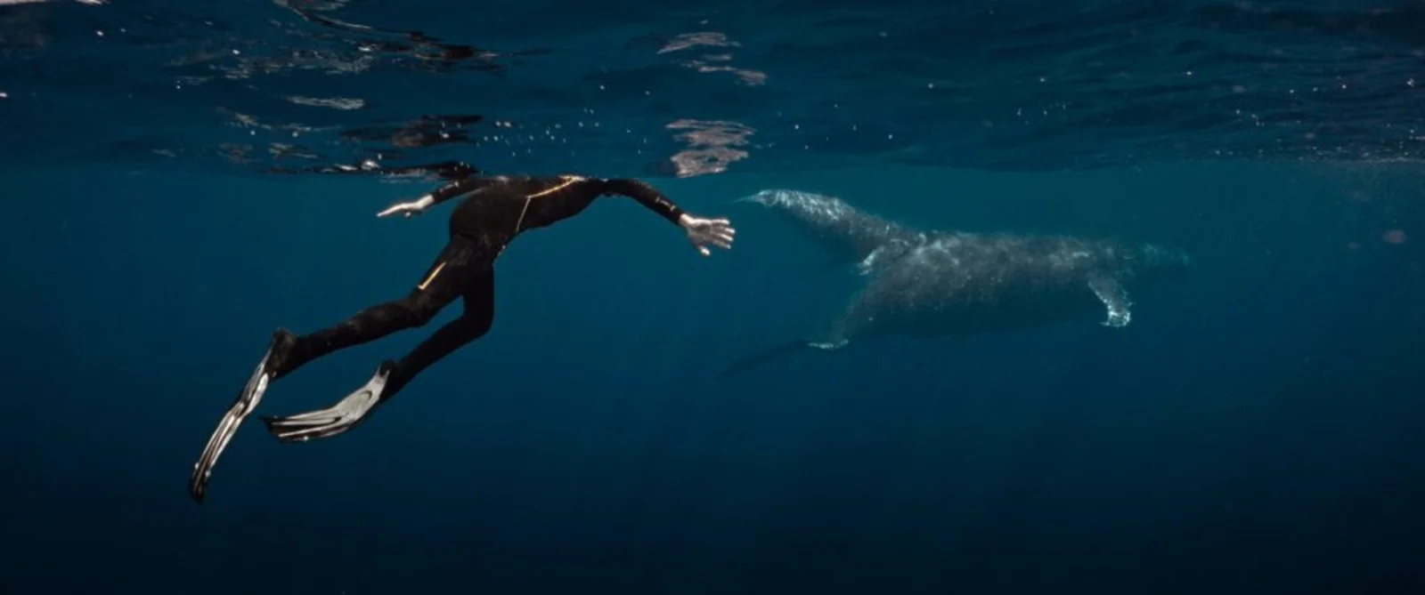 LA BALEINE ET LE MUSICIEN